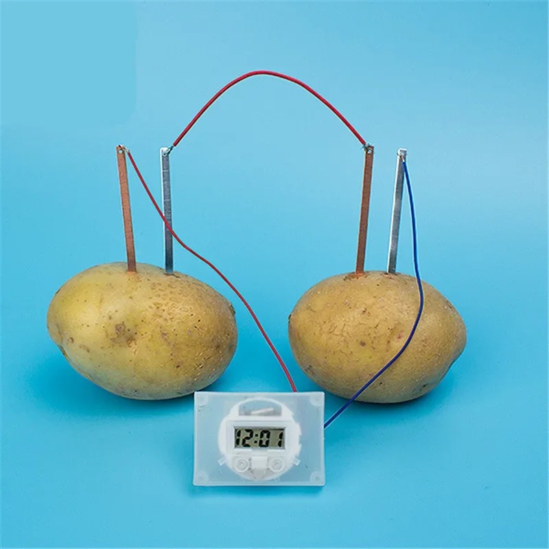 New Kid Montessori Toy Fruit P - Science Nature ulasan dan harga