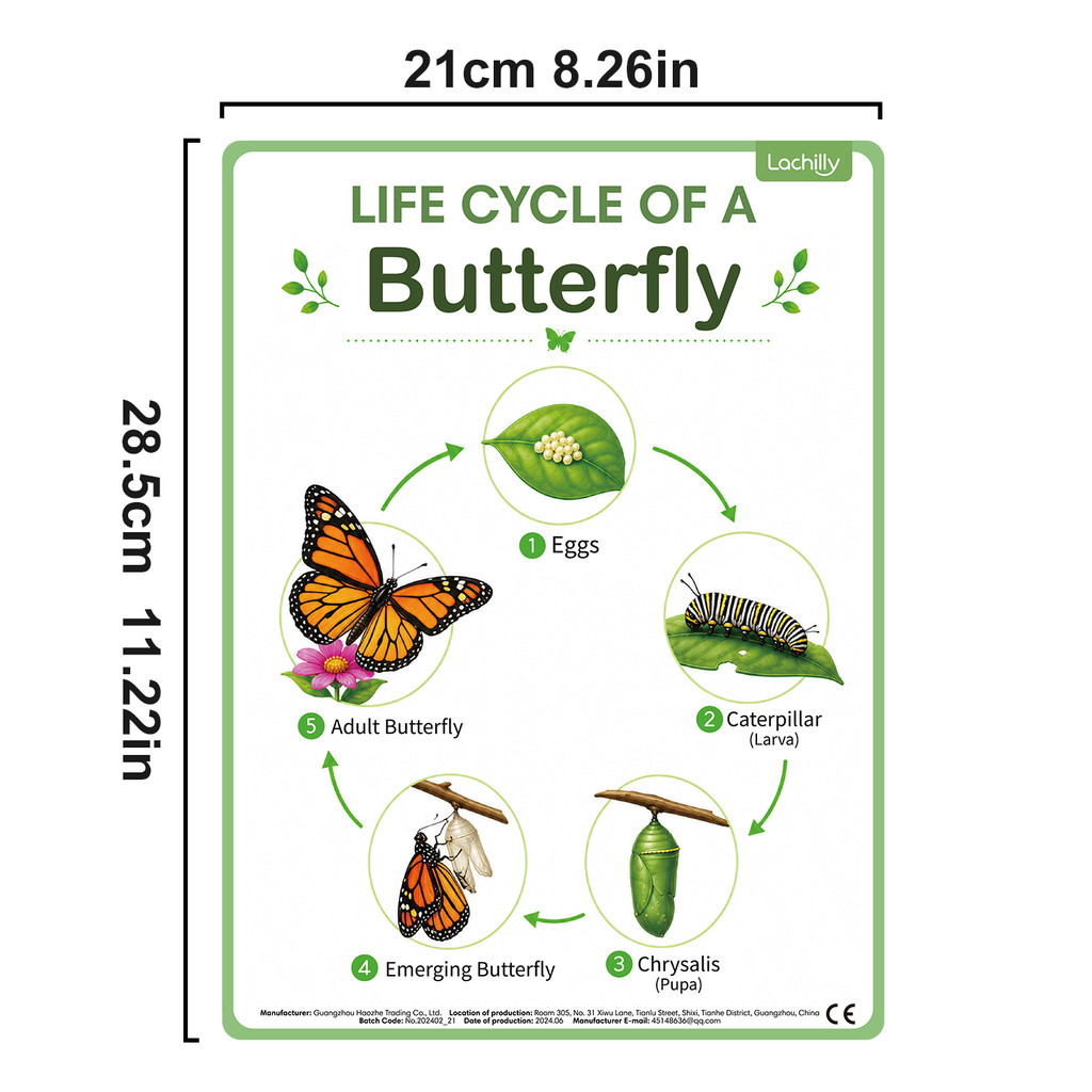 8Pcs Nature Life Cycle Educati - Science Nature ulasan dan harga