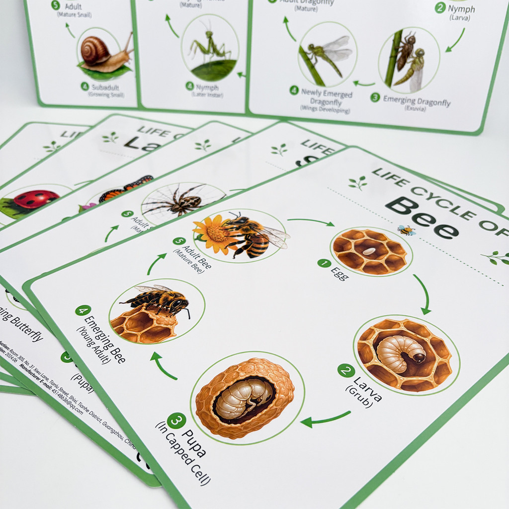 8Pcs Nature Life Cycle Educati - Science Nature ulasan dan harga